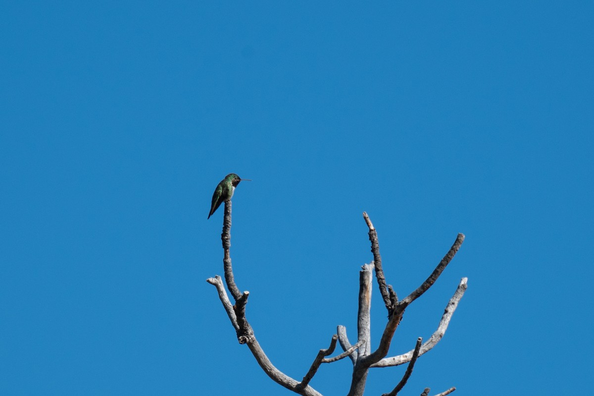 Black-chinned Hummingbird - ML620237450