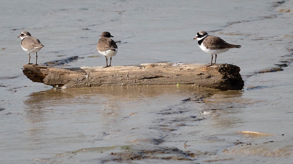 Common Ringed Plover - ML620237458