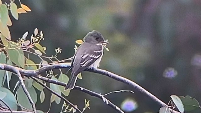 Eastern Wood-Pewee - ML620237459