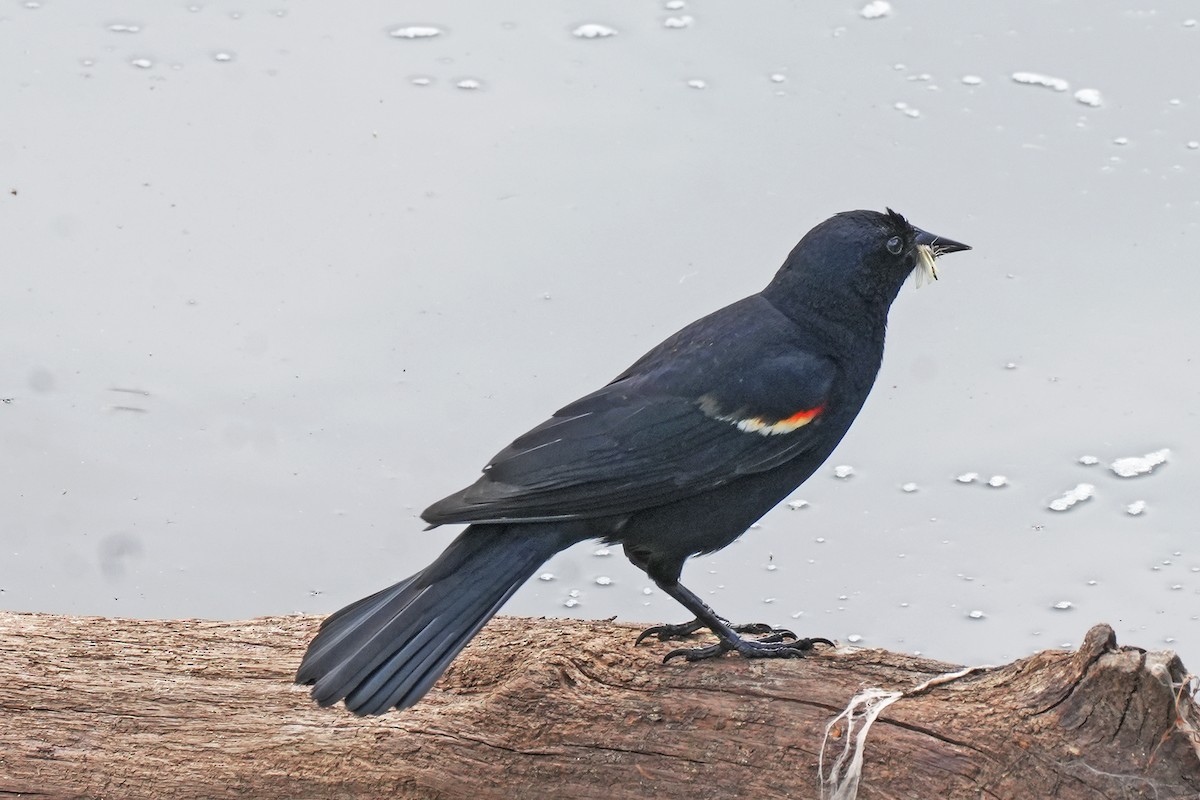 Red-winged Blackbird - ML620237467