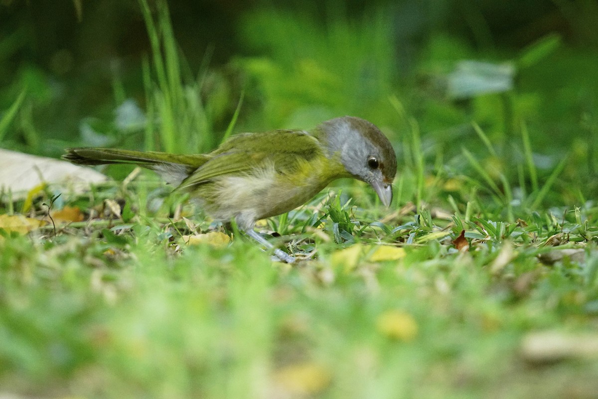 Rufous-browed Peppershrike - ML620237472