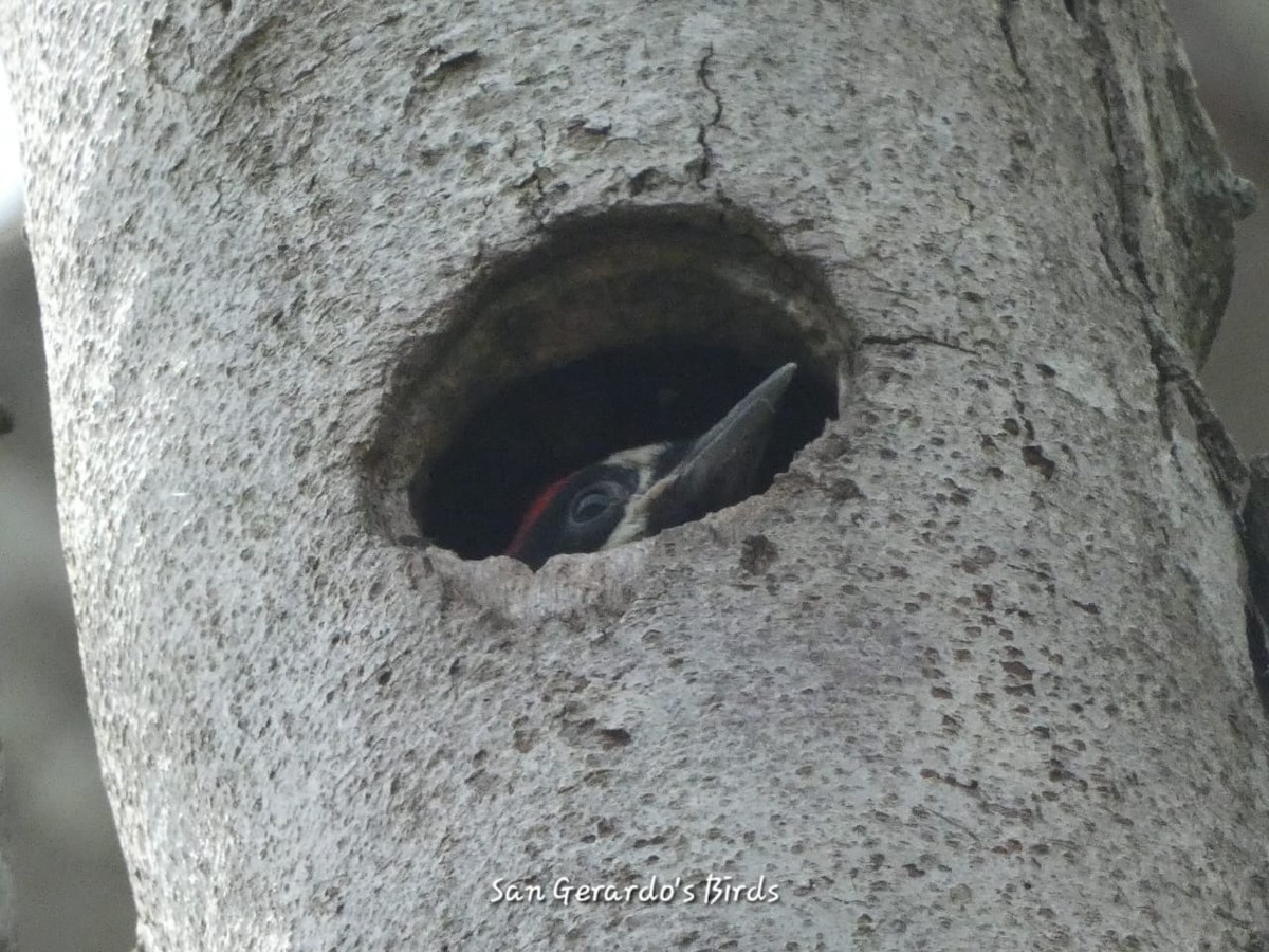 Acorn Woodpecker - ML620237477