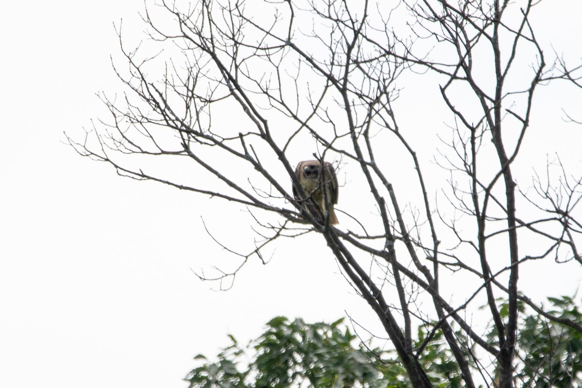 Red-tailed Hawk - ML620237489