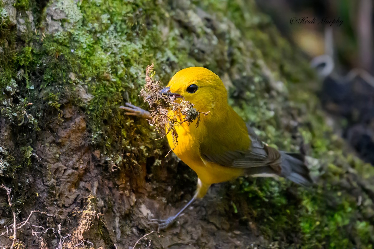 Prothonotary Warbler - ML620237503