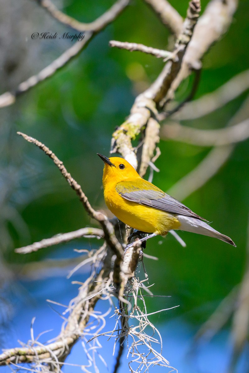 Prothonotary Warbler - ML620237505