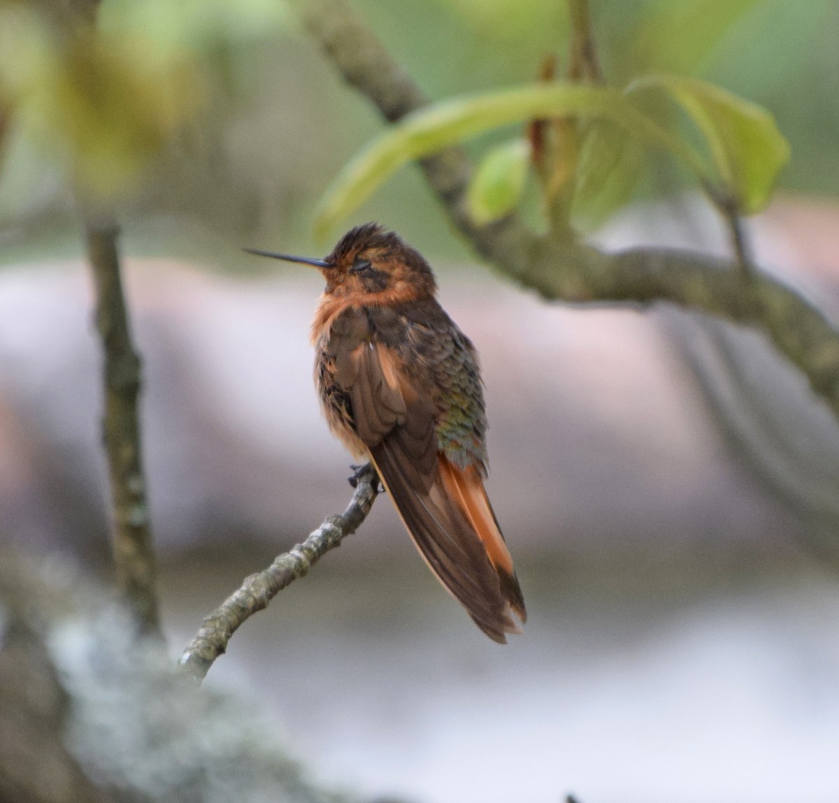 kolibřík duhovohřbetý - ML62023751