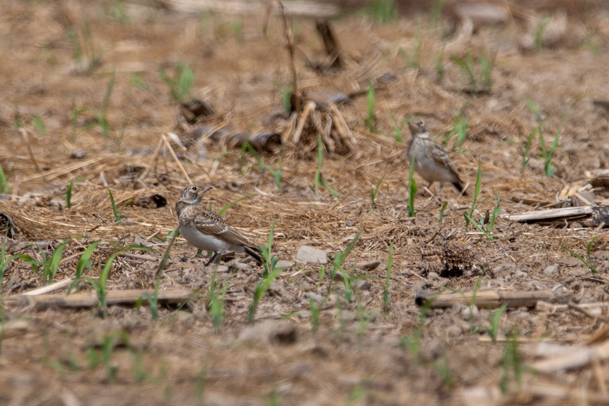 Horned Lark - ML620237521