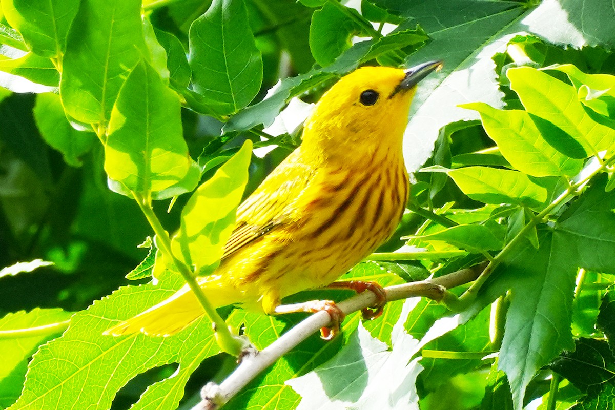 Yellow Warbler - ML620237525