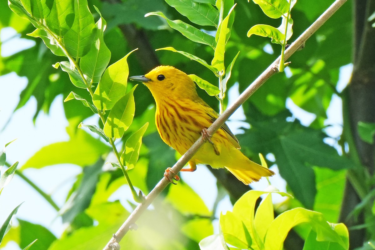 Yellow Warbler - ML620237526