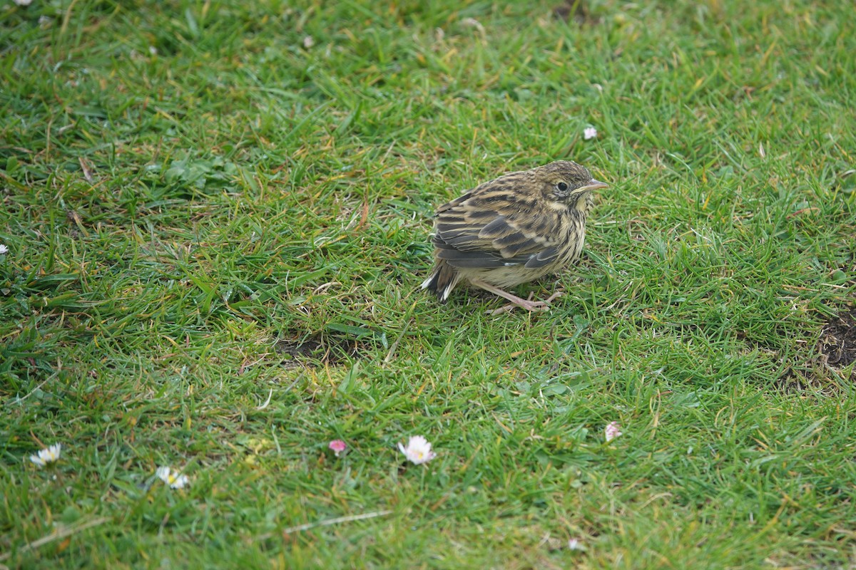 Eurasian Skylark - ML620237529