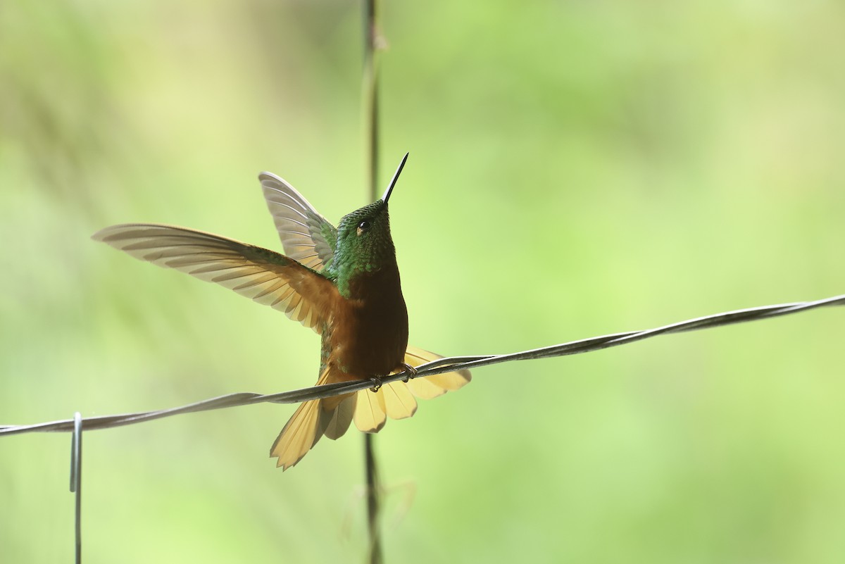 kolibřík peruánský - ML620237533