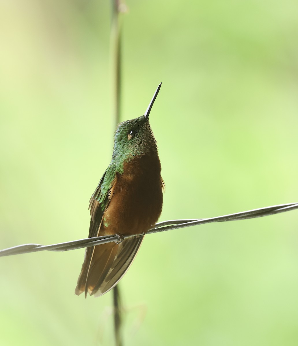 kolibřík peruánský - ML620237534