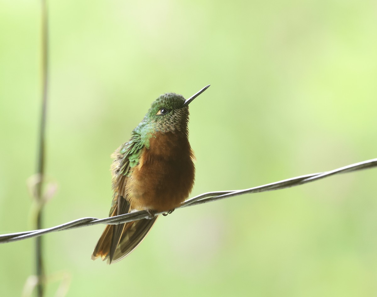 Chestnut-breasted Coronet - ML620237535