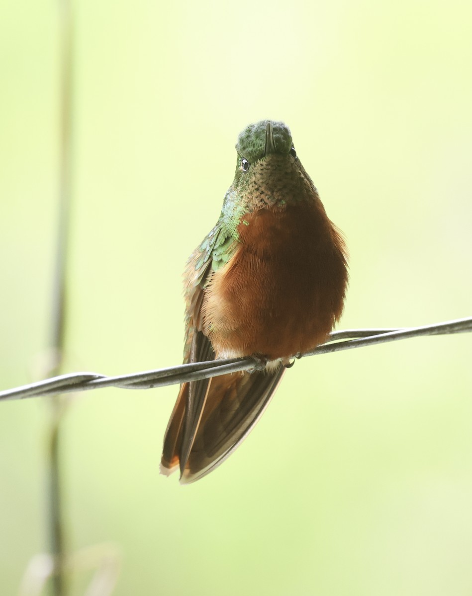 kolibřík peruánský - ML620237536