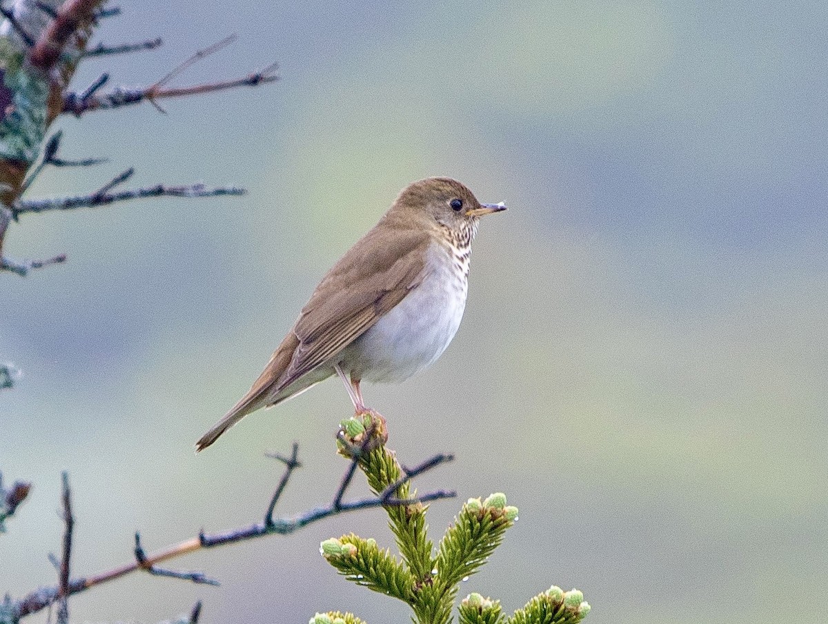 Bicknell's Thrush - ML620237538