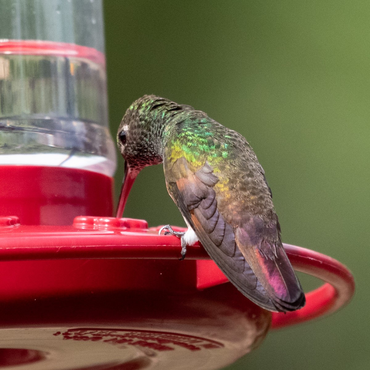 kolibřík mexický - ML620237544