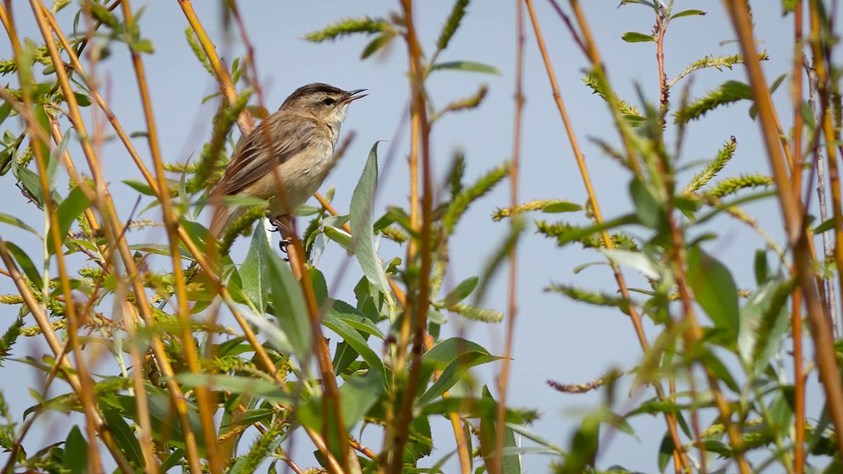 Sedge Warbler - ML620237548