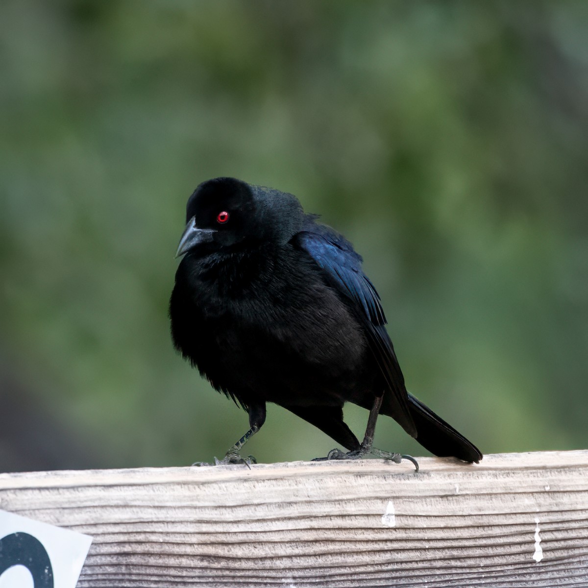 Bronzed Cowbird - ML620237552