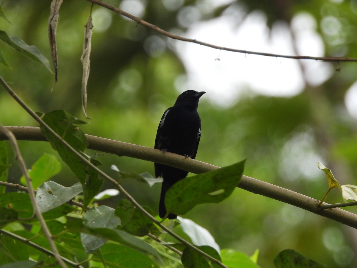 Fulvous-crested Tanager - ML620237564