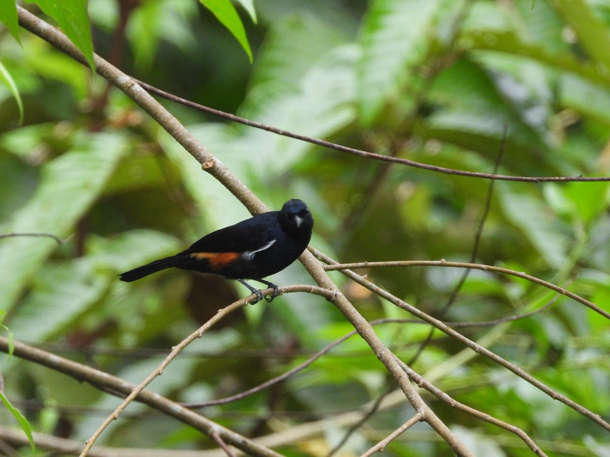 Fulvous-crested Tanager - ML620237565