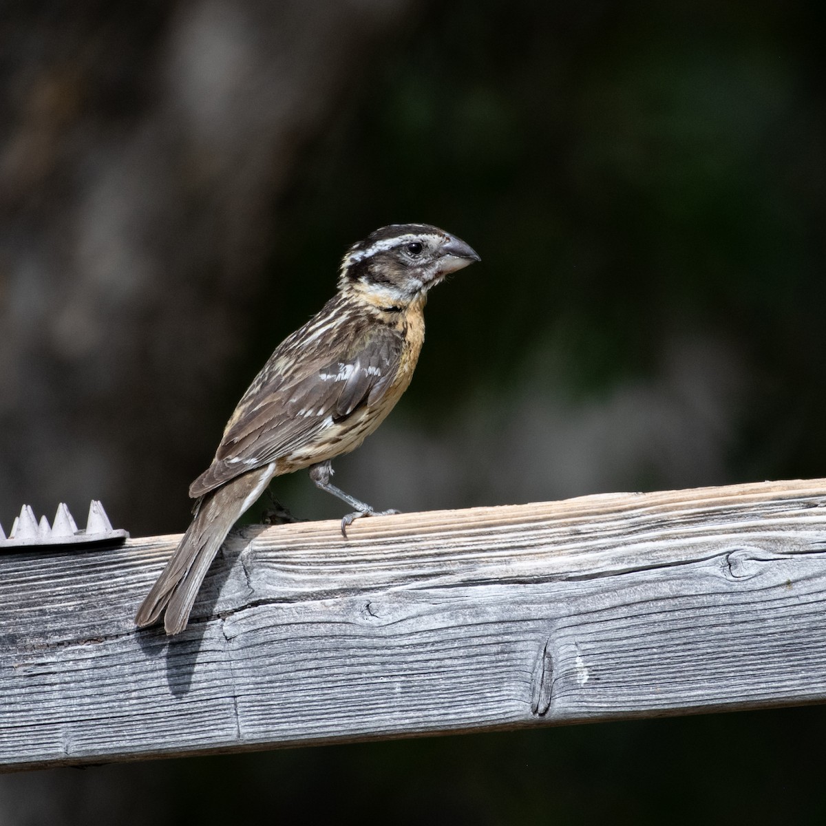 Black-headed Grosbeak - ML620237566