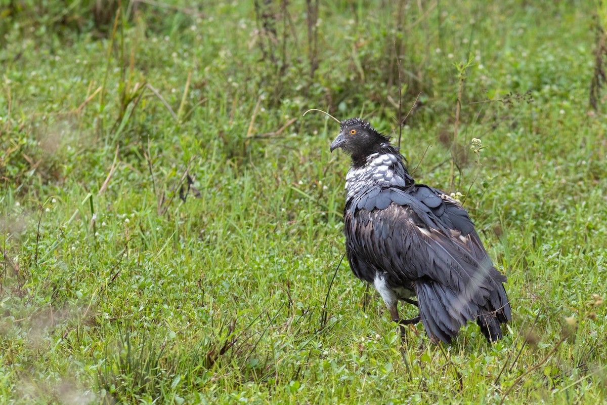 Hornwehrvogel - ML620237572