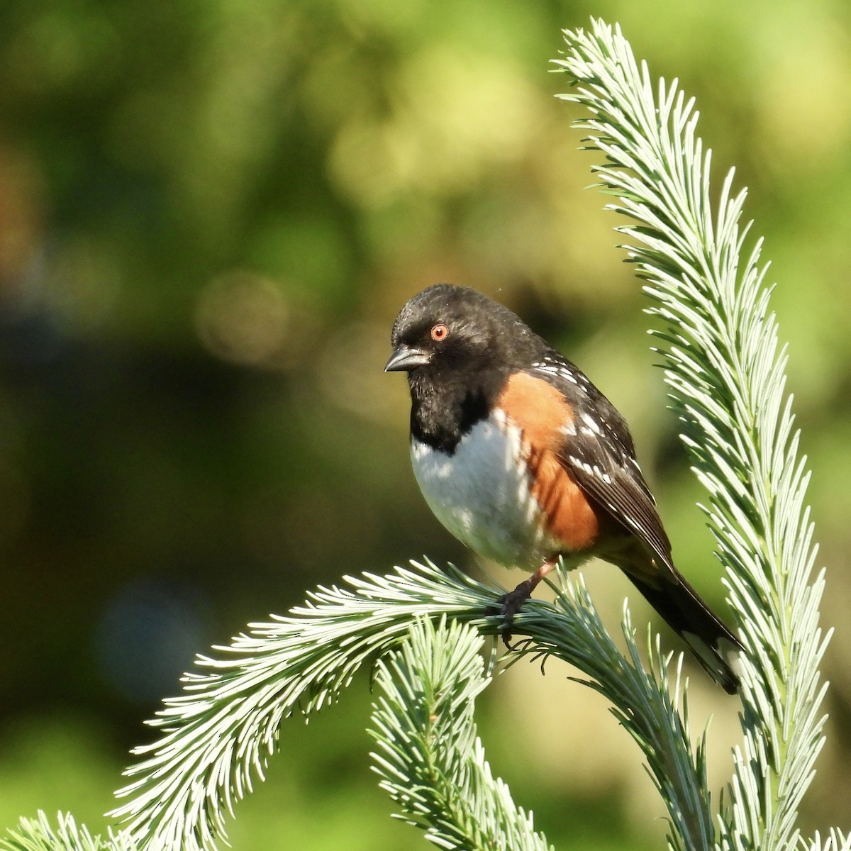 Spotted Towhee - ML620237574