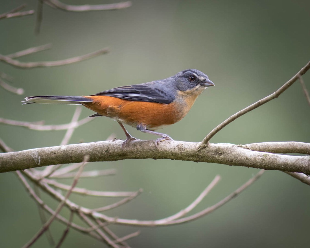 Buff-throated Warbling Finch - ML620237578