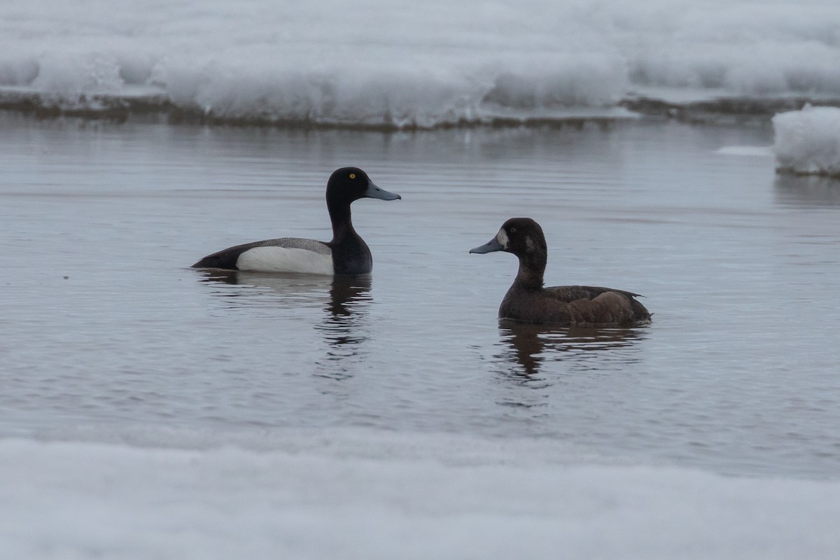 Greater Scaup - ML620237580