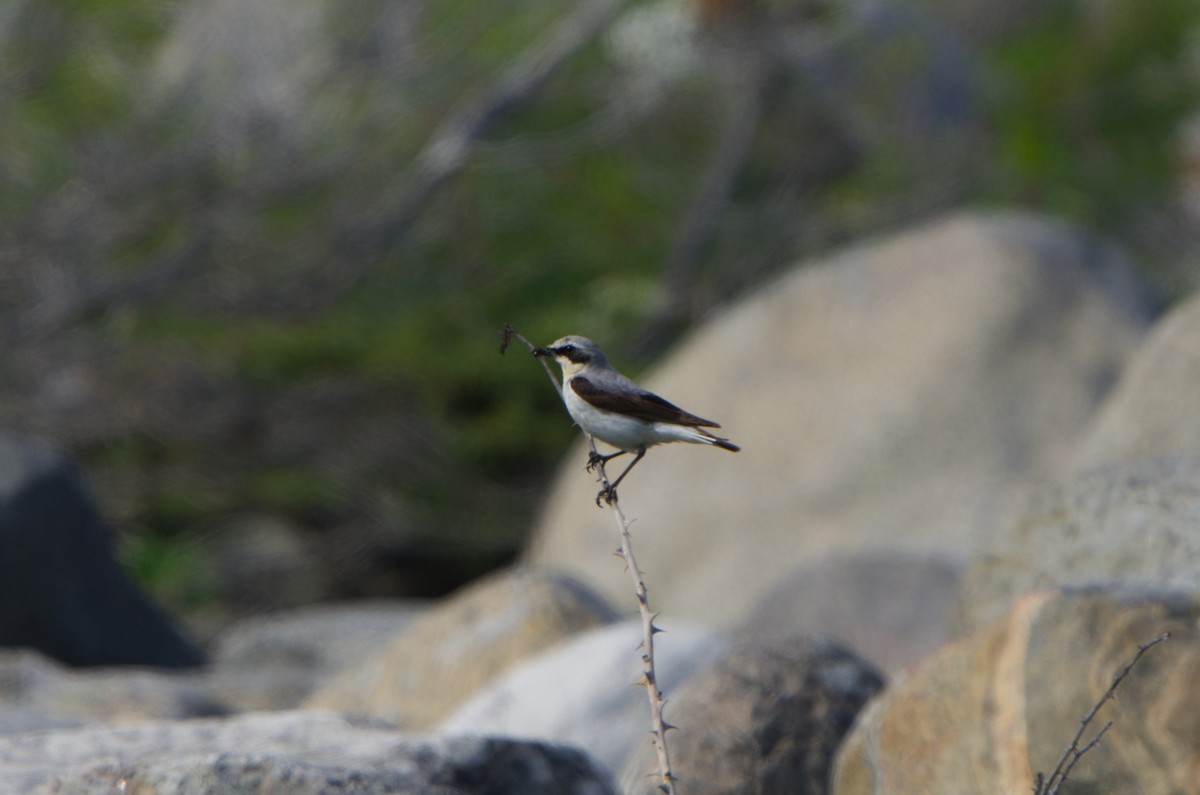 Northern Wheatear - ML620237582