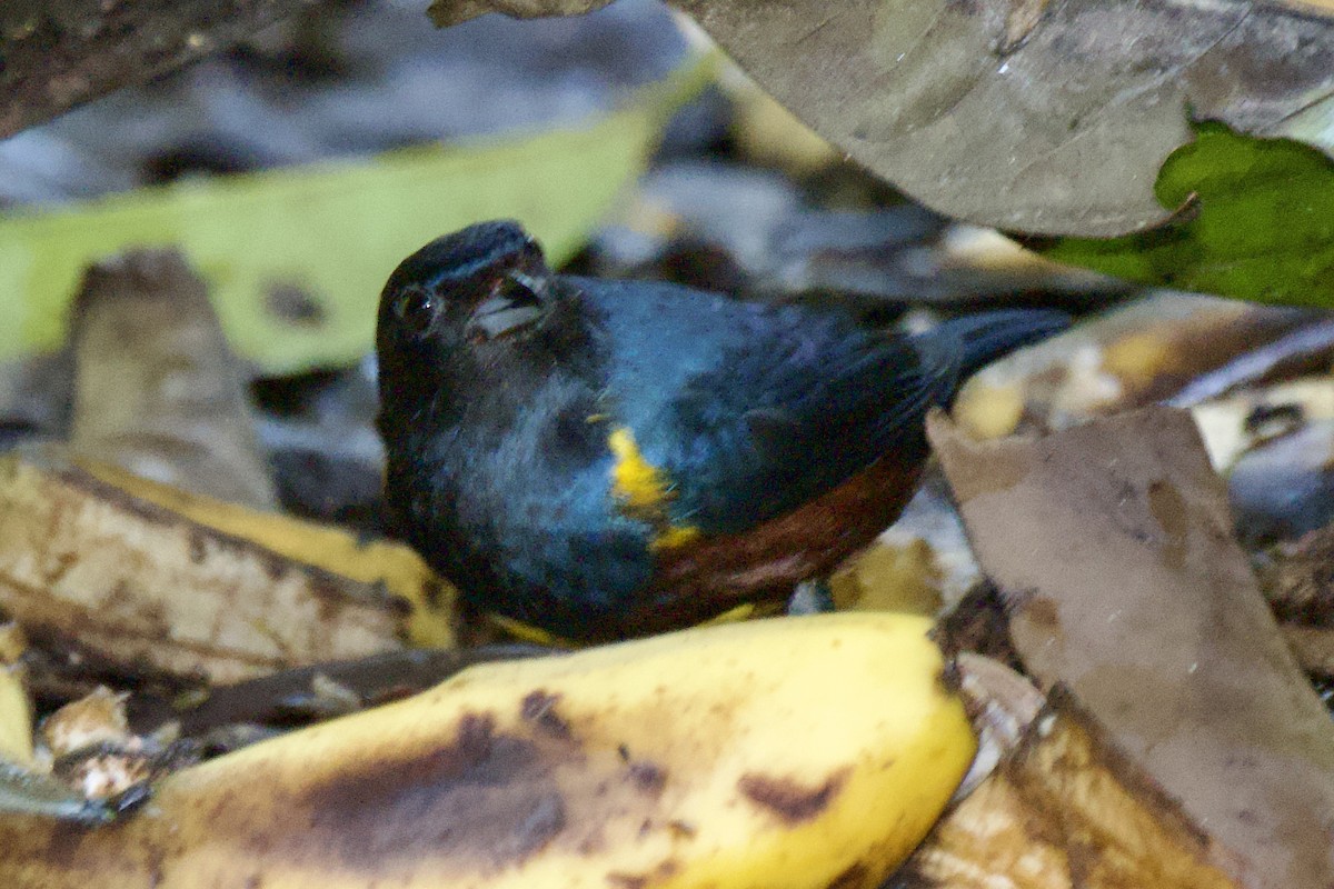 Chestnut-bellied Euphonia - ML620237592