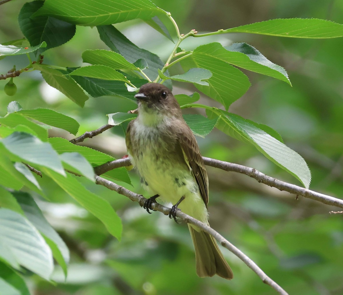 Eastern Wood-Pewee - ML620237594