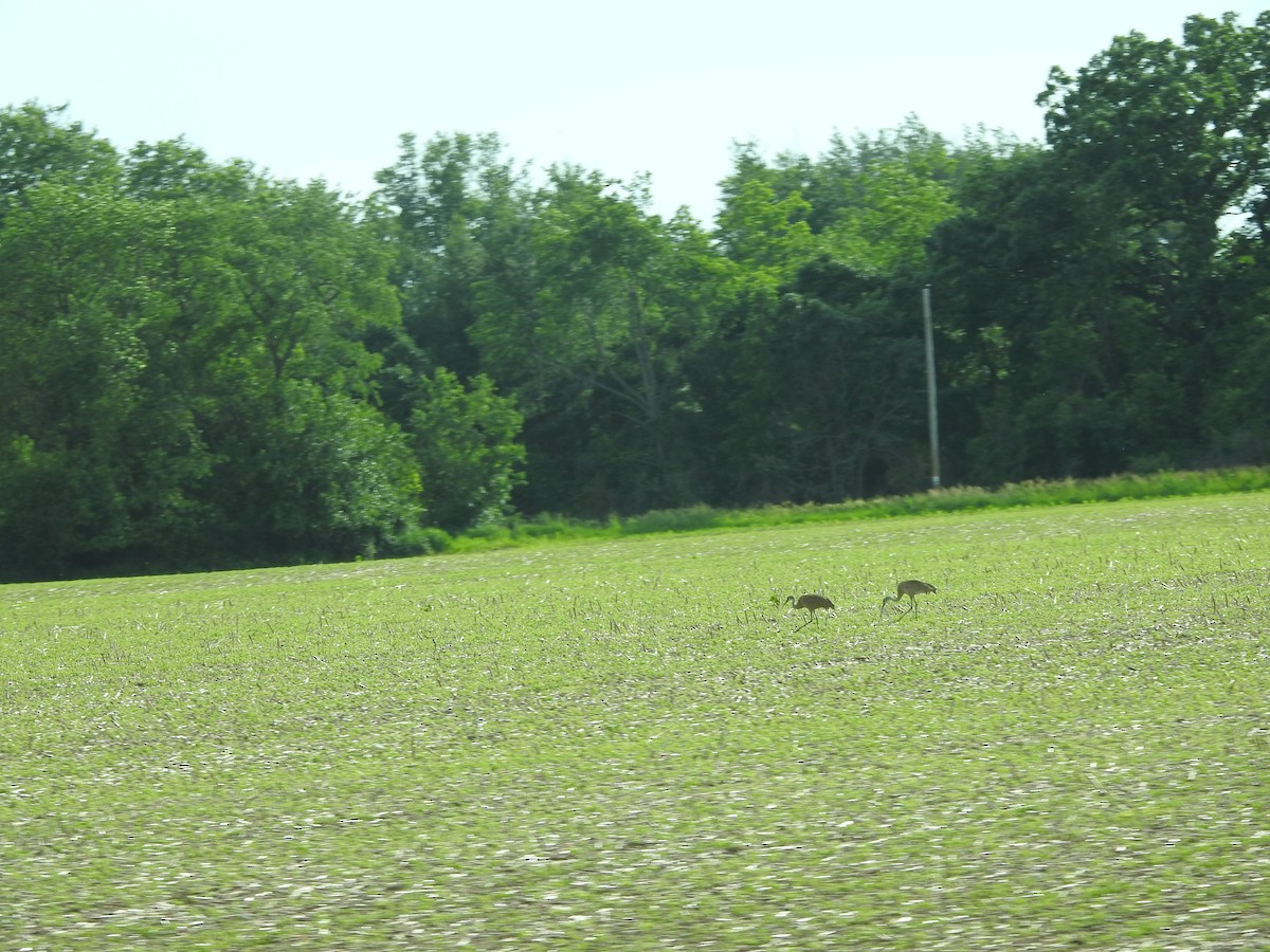 Sandhill Crane - ML620237595