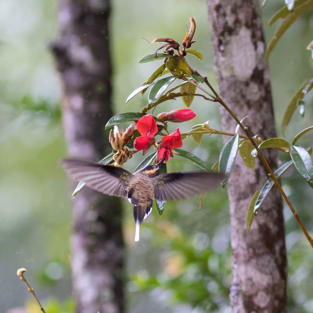 Scale-throated Hermit - ML620237600