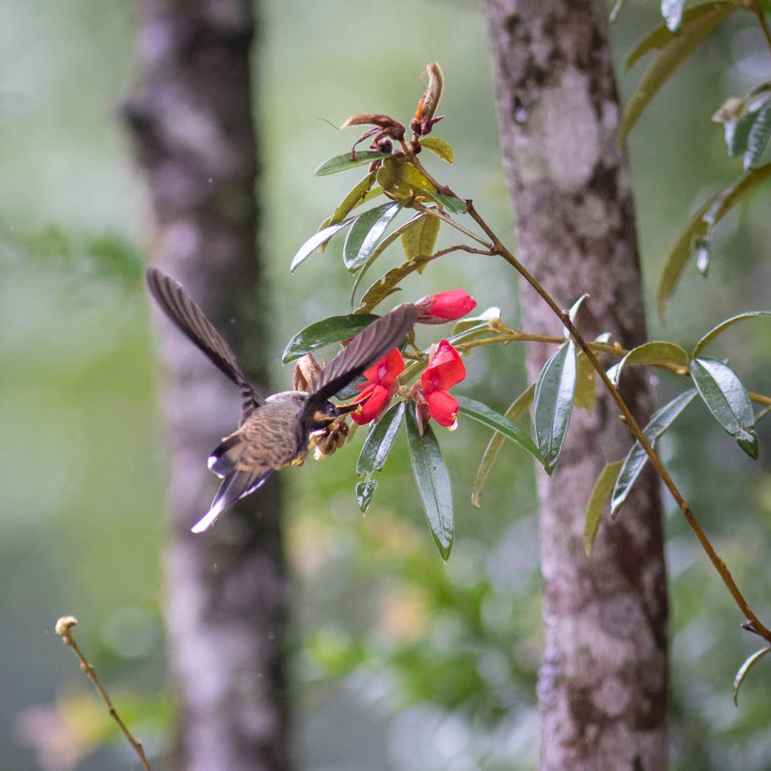 Scale-throated Hermit - ML620237601