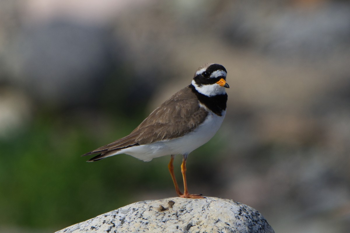 Common Ringed Plover - ML620237604