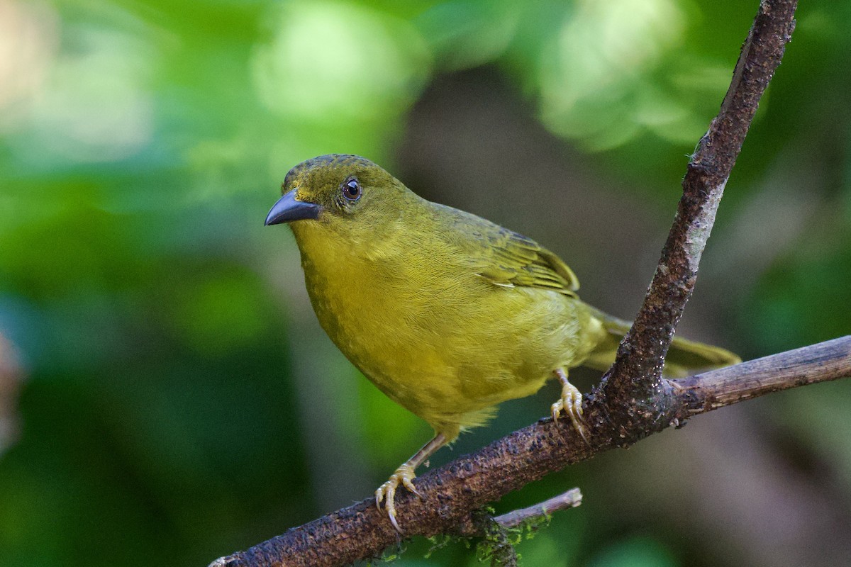 Olive-green Tanager - Aldrey Cruz