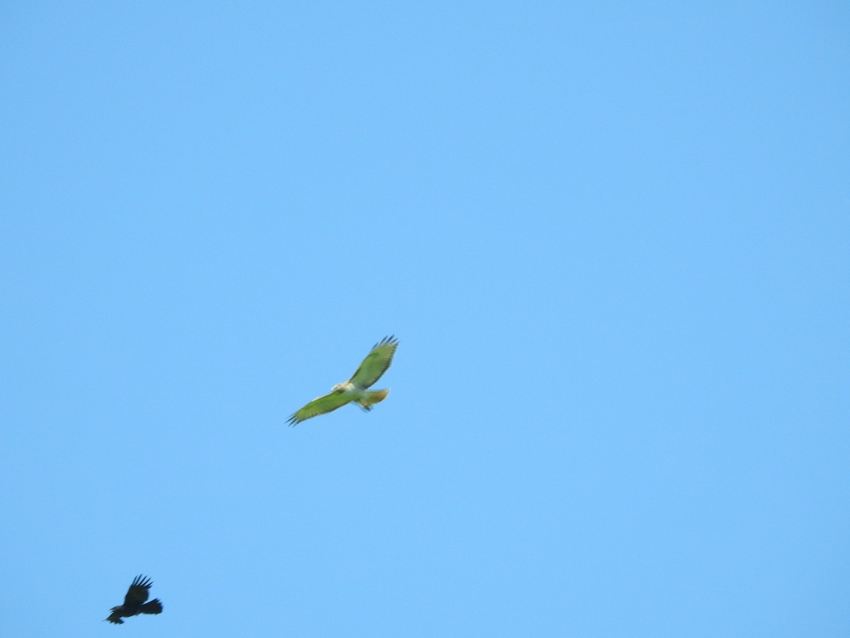 Red-tailed Hawk - ML620237615