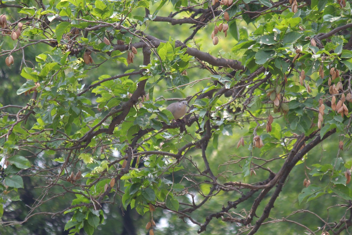 Eurasian Collared-Dove - ML620237624