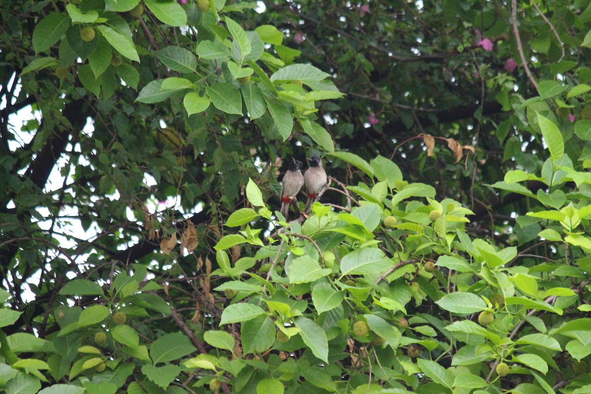 Red-vented Bulbul - ML620237632
