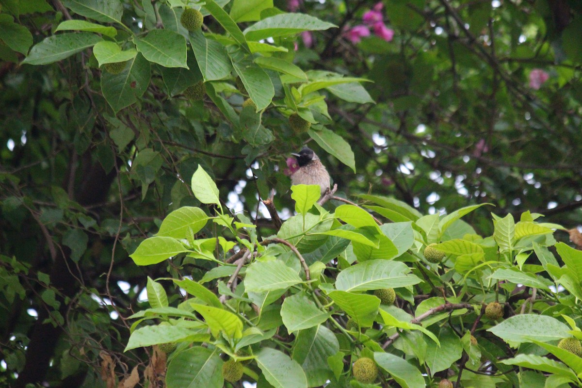 Bulbul à ventre rouge - ML620237633