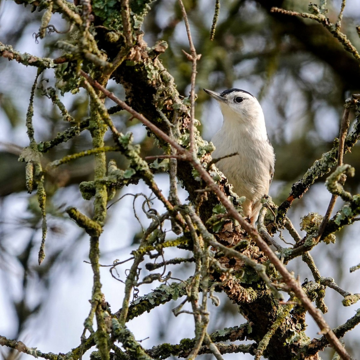 Sittelle à poitrine blanche - ML620237635