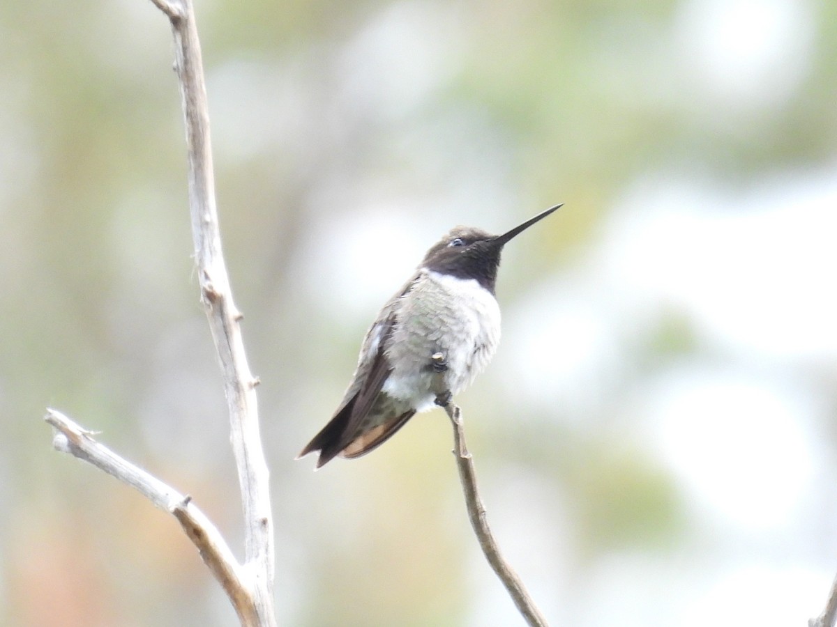 Black-chinned Hummingbird - ML620237638
