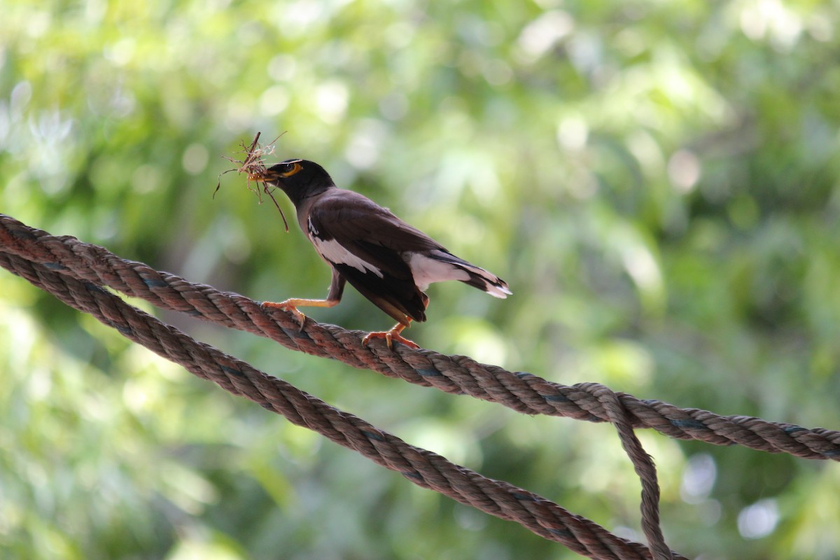 Common Myna - ML620237639