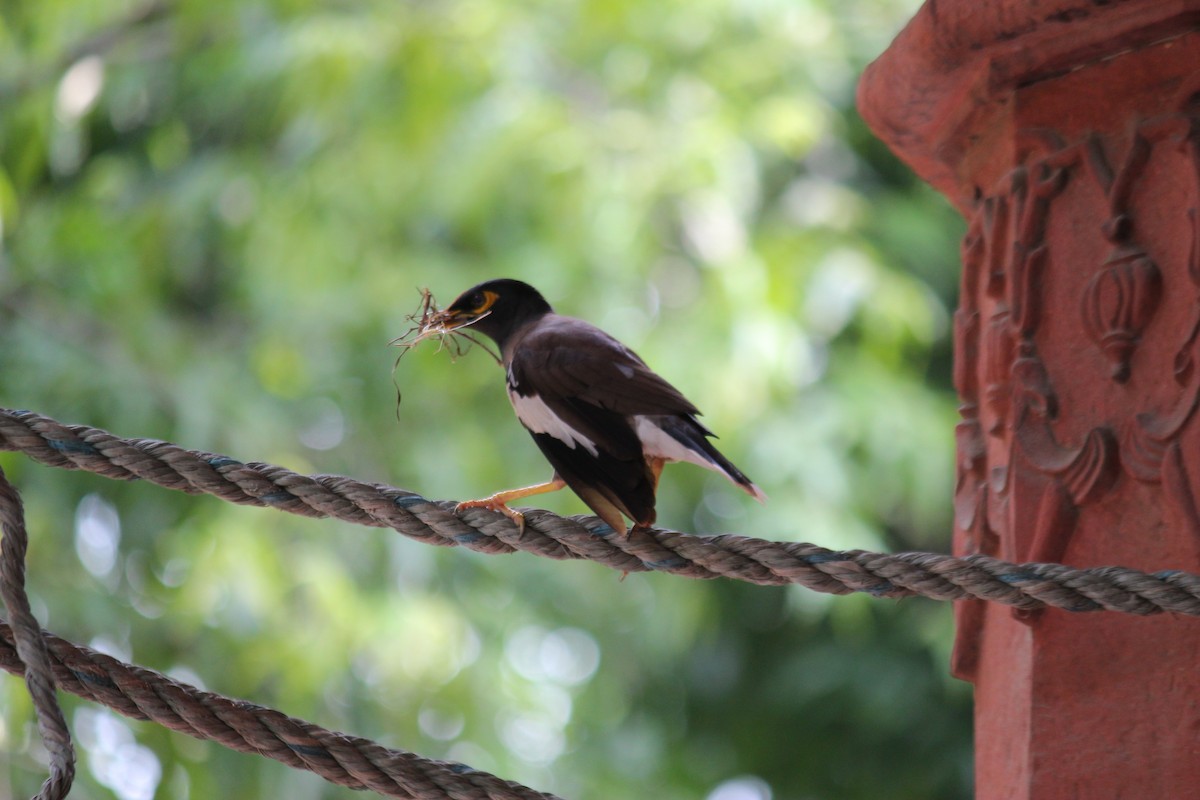 Common Myna - ML620237640