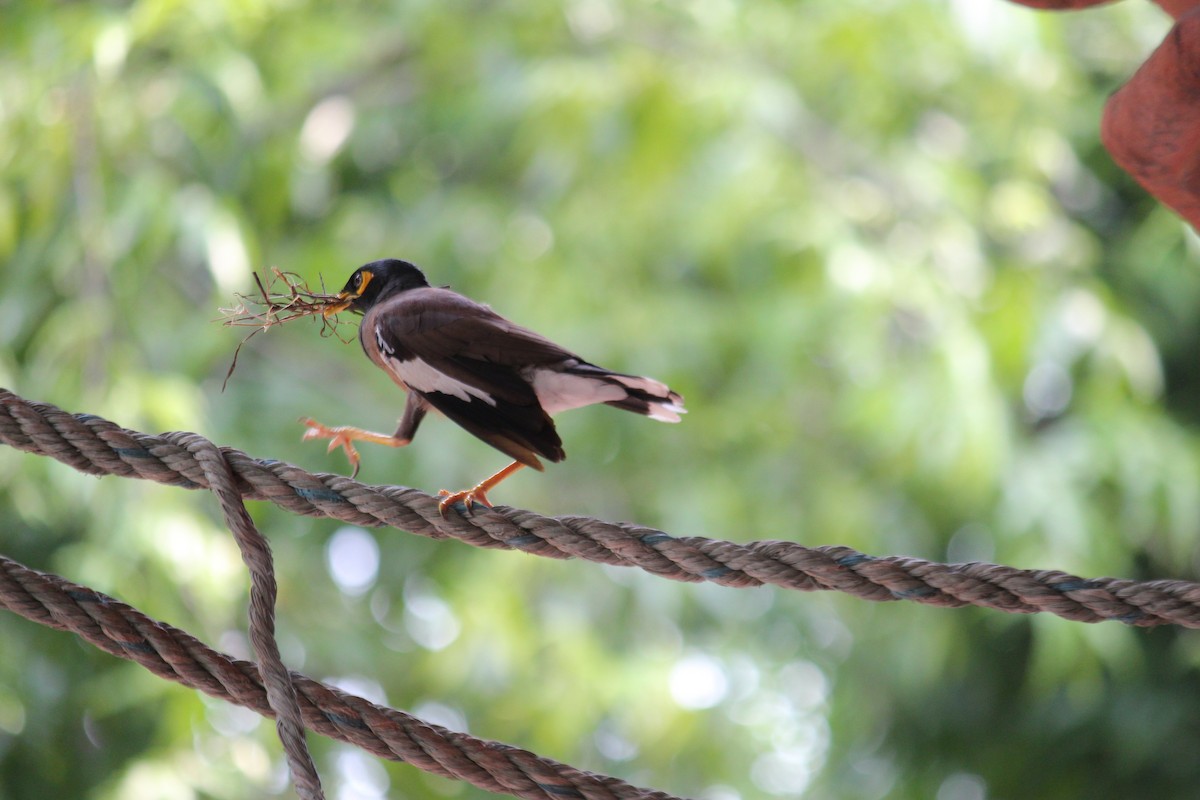 Common Myna - ML620237643