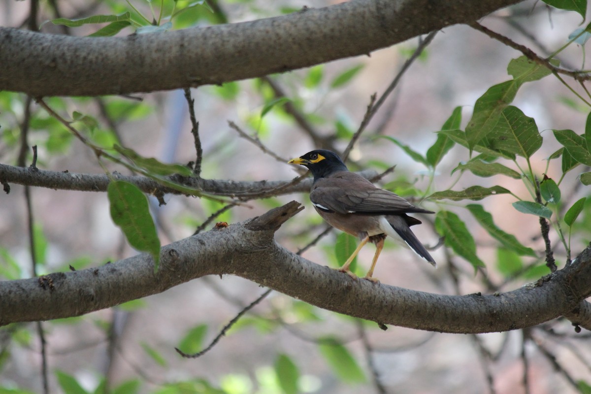 Common Myna - ML620237645