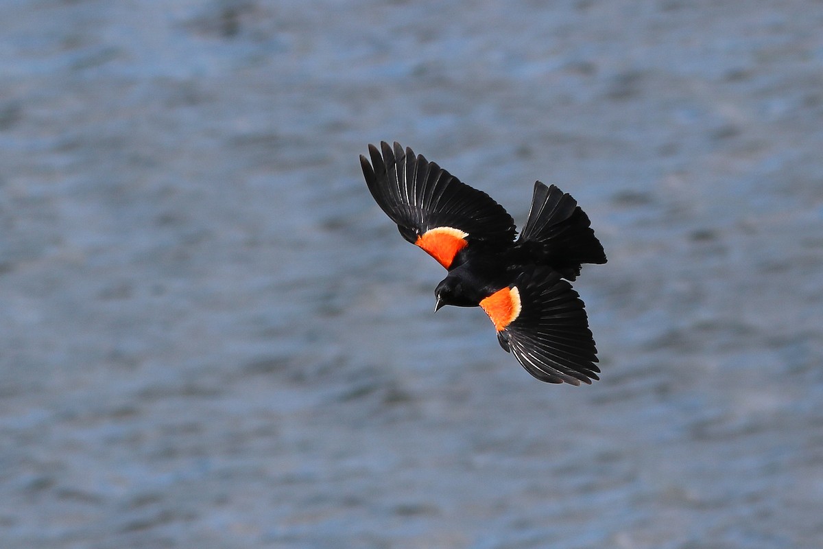 Red-winged Blackbird - ML620237650