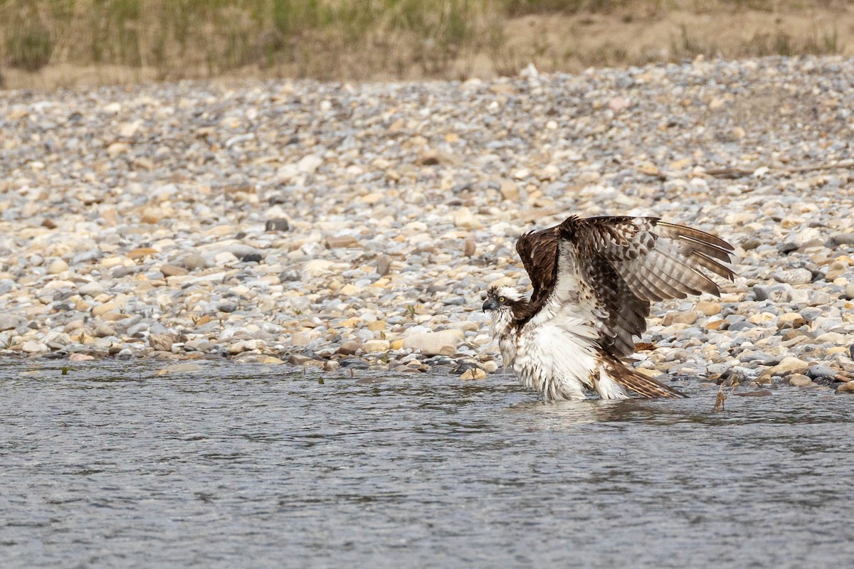 Águila Pescadora - ML620237664