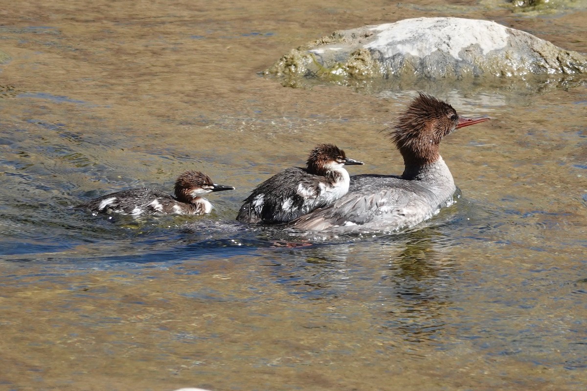 Common Merganser - ML620237671